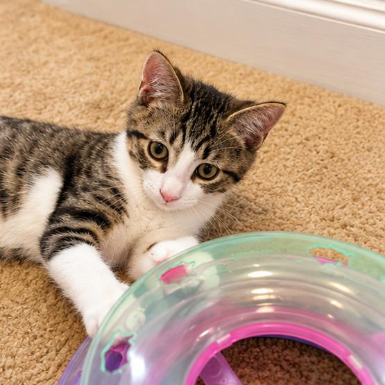 Enlarge Norman, a Adoptable Domestic Short Hair in Silver Spring, MD image 1/6