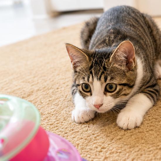 Enlarge Norman, a Adoptable Domestic Short Hair in Silver Spring, MD image 3/6