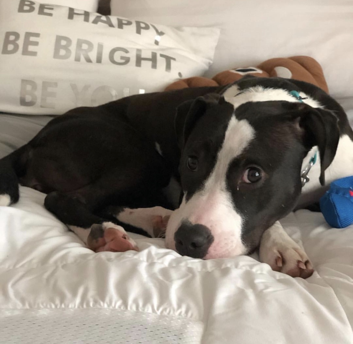 Olive!!, a Adoptable mixed breed in Rocklin , CA image 1/9