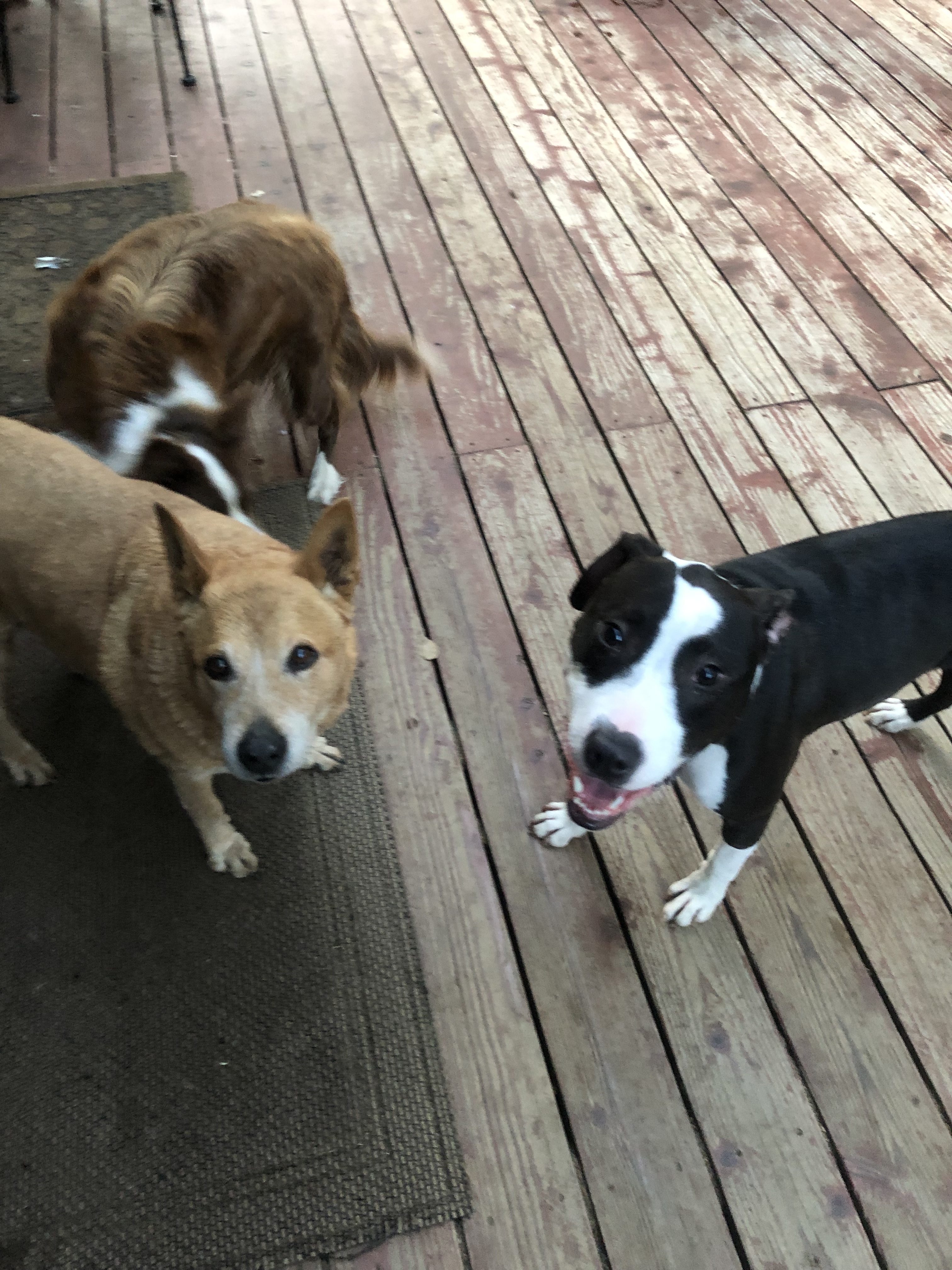 Olive!!, a Adoptable mixed breed in Rocklin , CA image 2/9