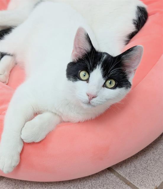 Enlarge CAYENNE, a Adoptable Domestic Short Hair in Canfield, OH image 1/1