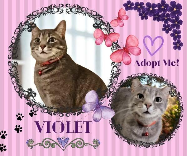 Enlarge Violet, a ADOPTABLE American Shorthair in Paris, IL image 1/1