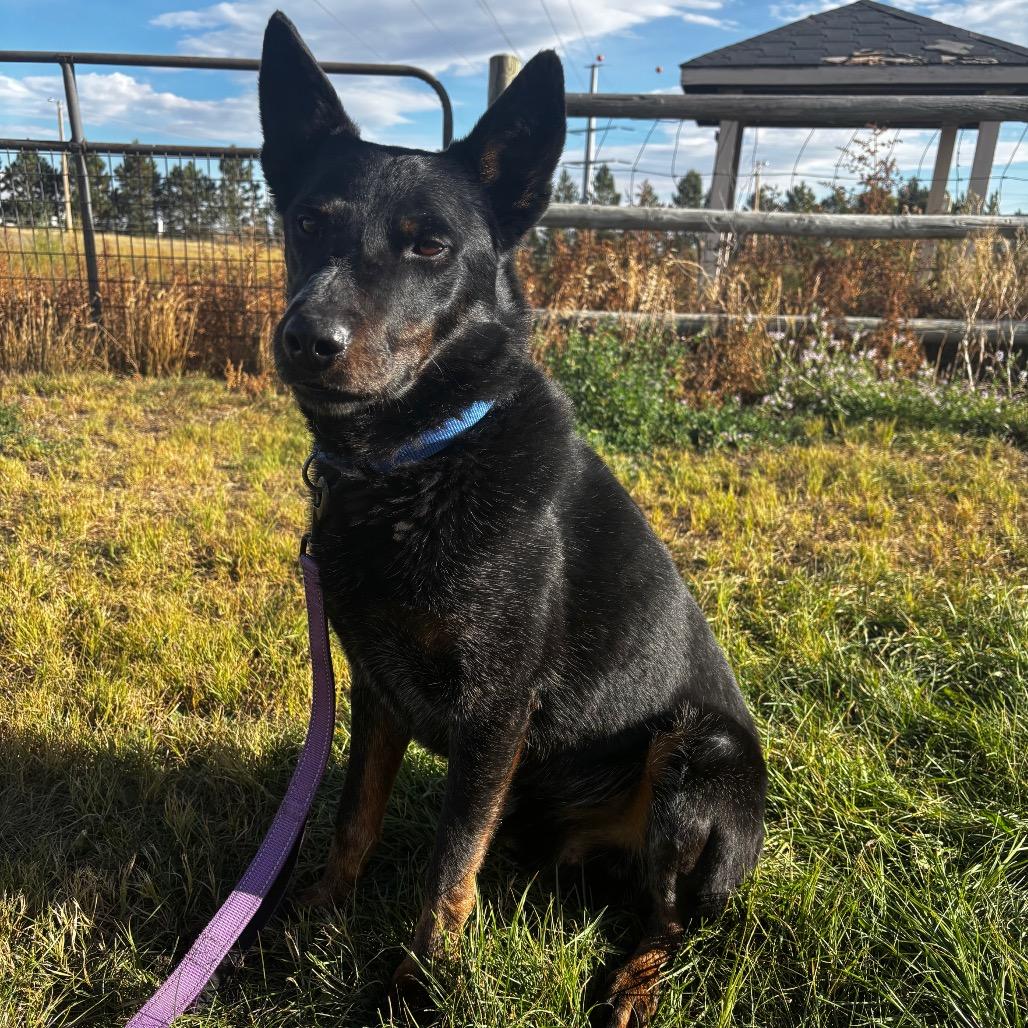 Enlarge Rambo, a Adoptable Australian Cattle Dog / Blue Heeler in Cheyenne, WY image 1/6