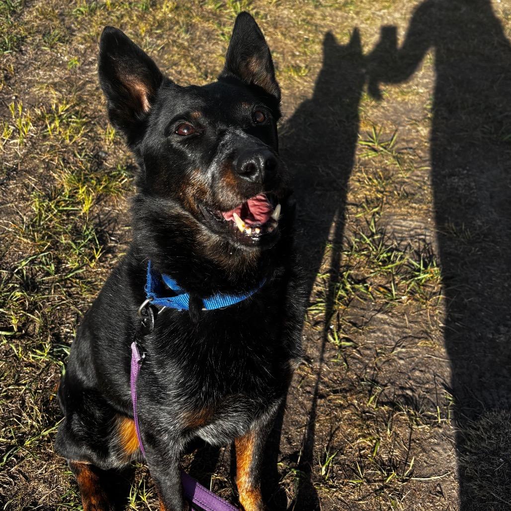 Enlarge Rambo, a Adoptable Australian Cattle Dog / Blue Heeler in Cheyenne, WY image 2/6