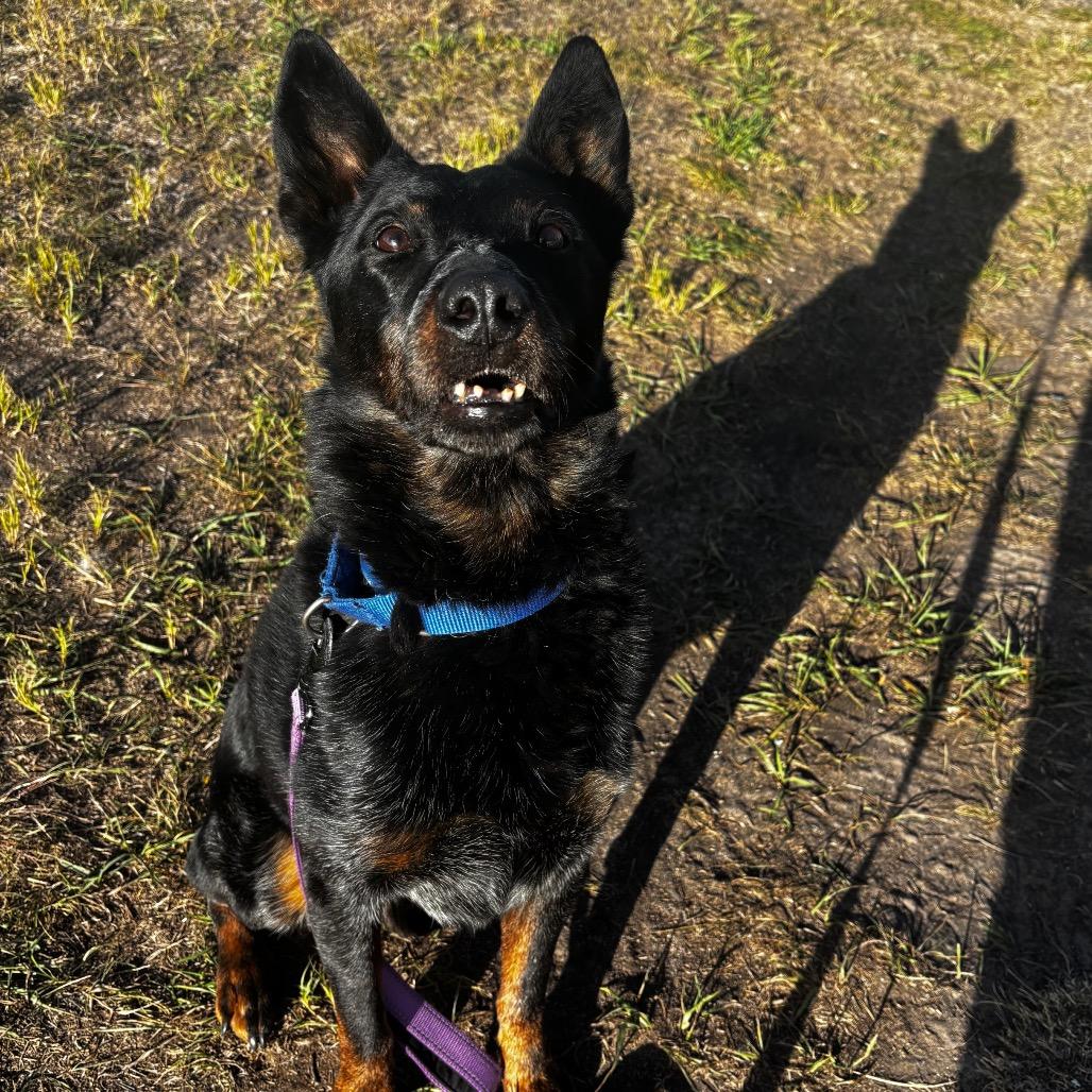Enlarge Rambo, a Adoptable Australian Cattle Dog / Blue Heeler in Cheyenne, WY image 3/6