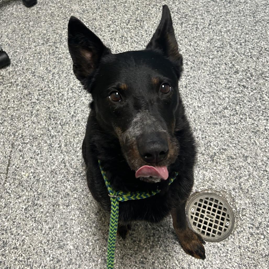 Enlarge Rambo, a Adoptable Australian Cattle Dog / Blue Heeler in Cheyenne, WY image 4/6