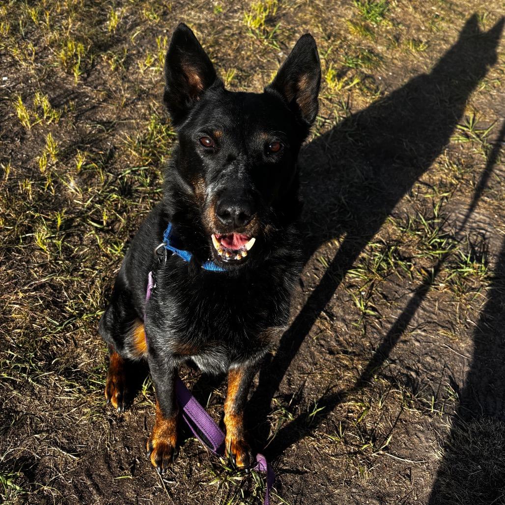 Enlarge Rambo, a Adoptable Australian Cattle Dog / Blue Heeler in Cheyenne, WY image 5/6