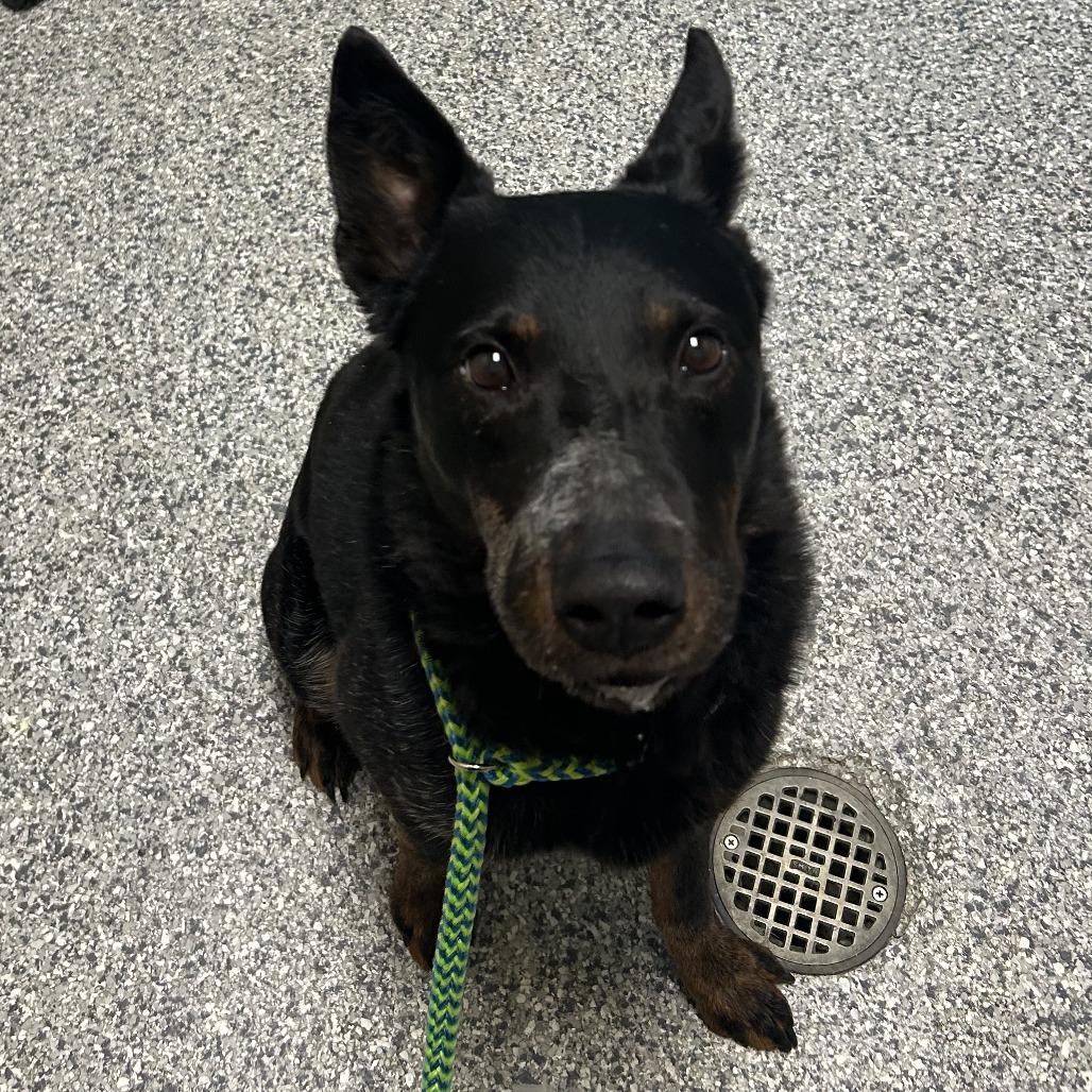 Enlarge Rambo, a Adoptable Australian Cattle Dog / Blue Heeler in Cheyenne, WY image 6/6