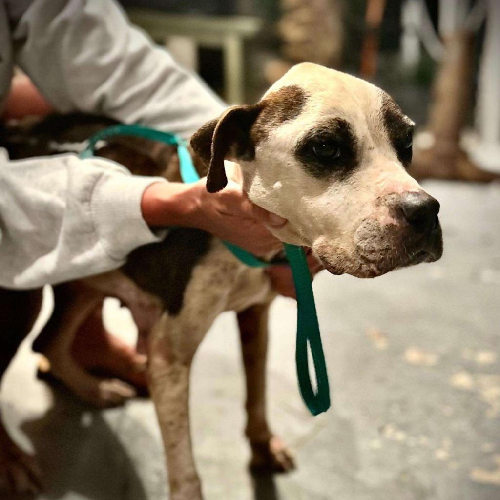 Graceland, a Adoptable Mixed Breed in Frederiksted, VI image 4/6