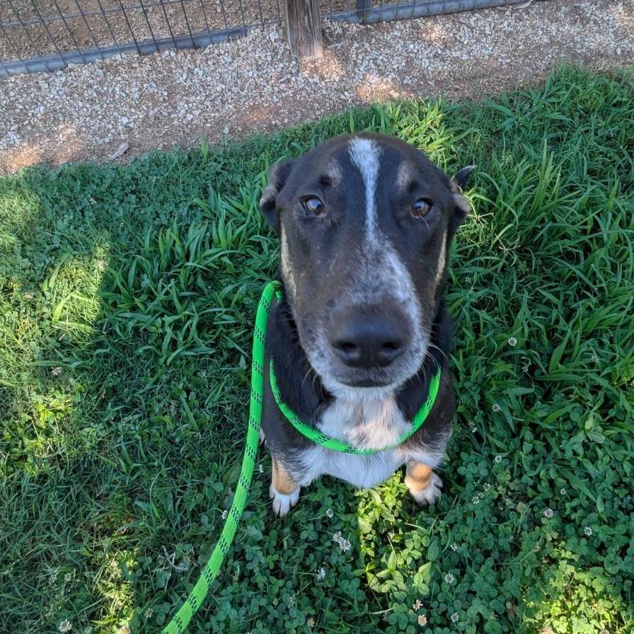 Goose, Adoptable, Adult Male Mixed Breed & Mixed Breed.