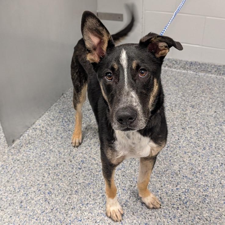 Enlarge Goose, a Adoptable mixed breed in Greenville, SC image 2/5