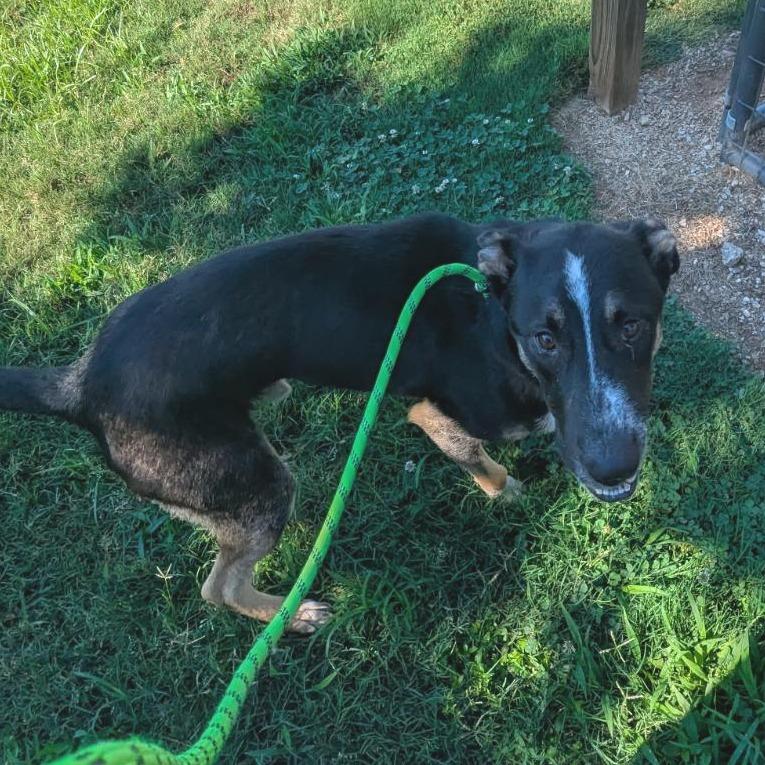 Enlarge Goose, a Adoptable mixed breed in Greenville, SC image 3/5