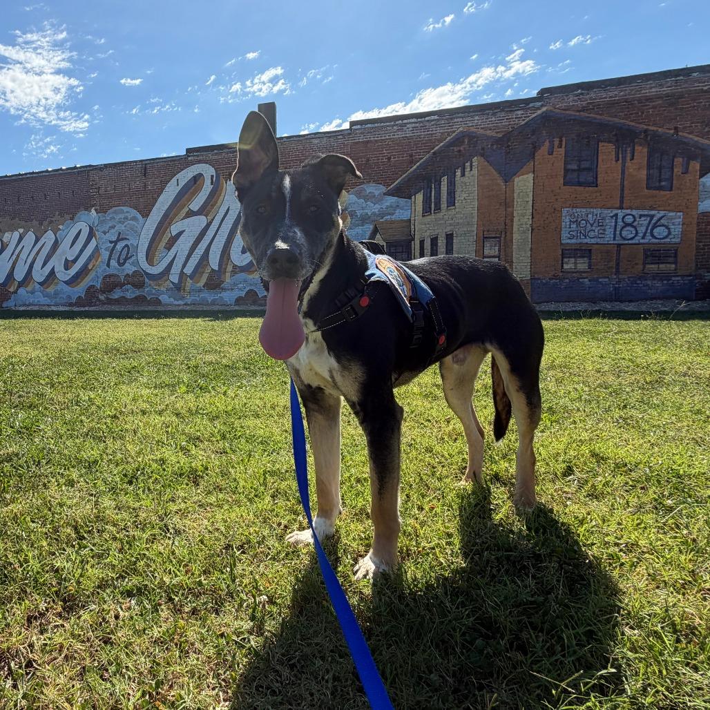 Enlarge Goose, a Adoptable mixed breed in Greenville, SC image 4/5