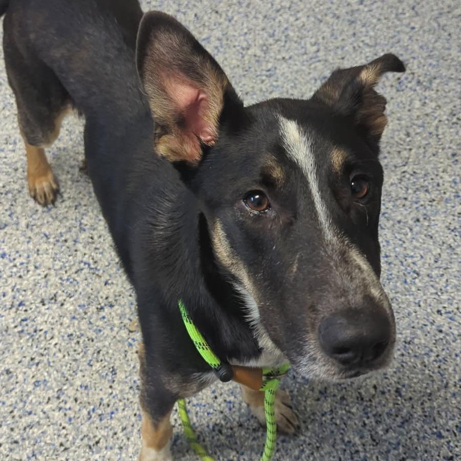 Enlarge Goose, a Adoptable mixed breed in Greenville, SC image 5/5