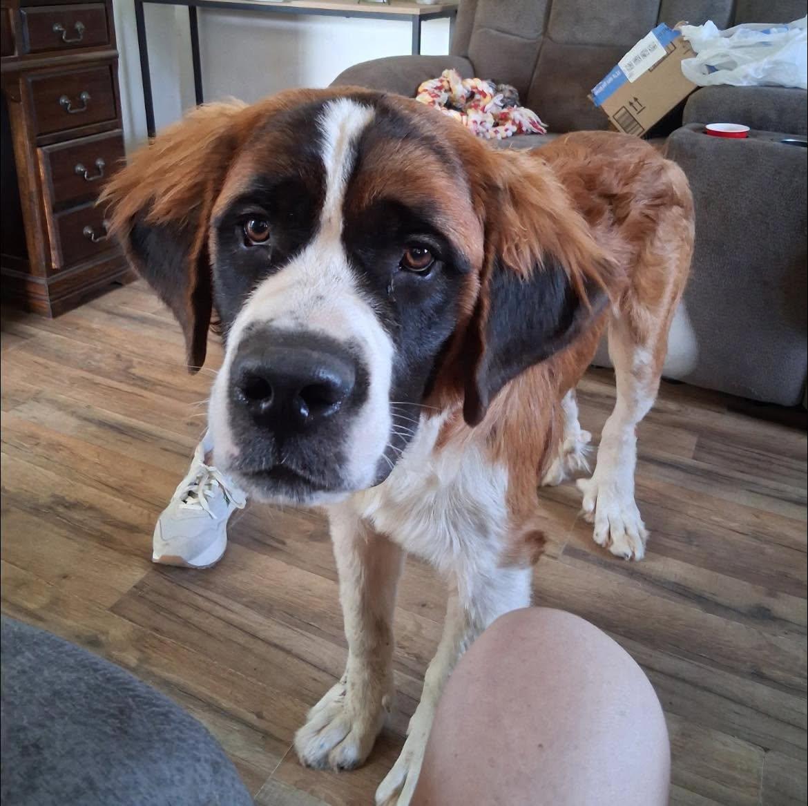 Enlarge Herbie, a Adoptable Saint Bernard in Winter Park, CO image 1/1