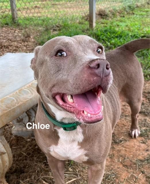 Enlarge Chloe, a Adoptable Pit Bull Terrier in Newberry, SC image 1/5