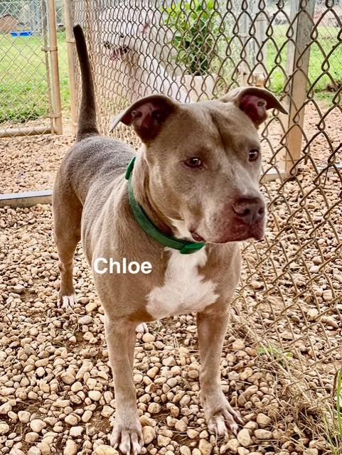 Enlarge Chloe, a Adoptable Pit Bull Terrier in Newberry, SC image 2/5