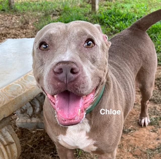 Enlarge Chloe, a Adoptable Pit Bull Terrier in Newberry, SC image 3/5