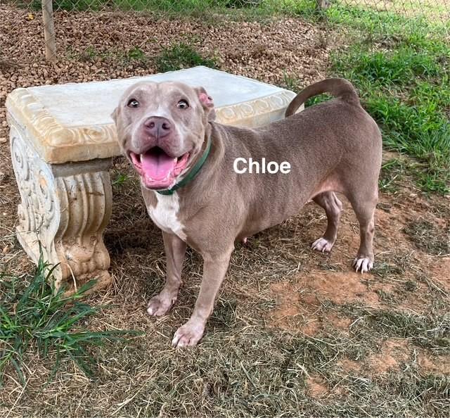 Enlarge Chloe, a Adoptable Pit Bull Terrier in Newberry, SC image 4/5