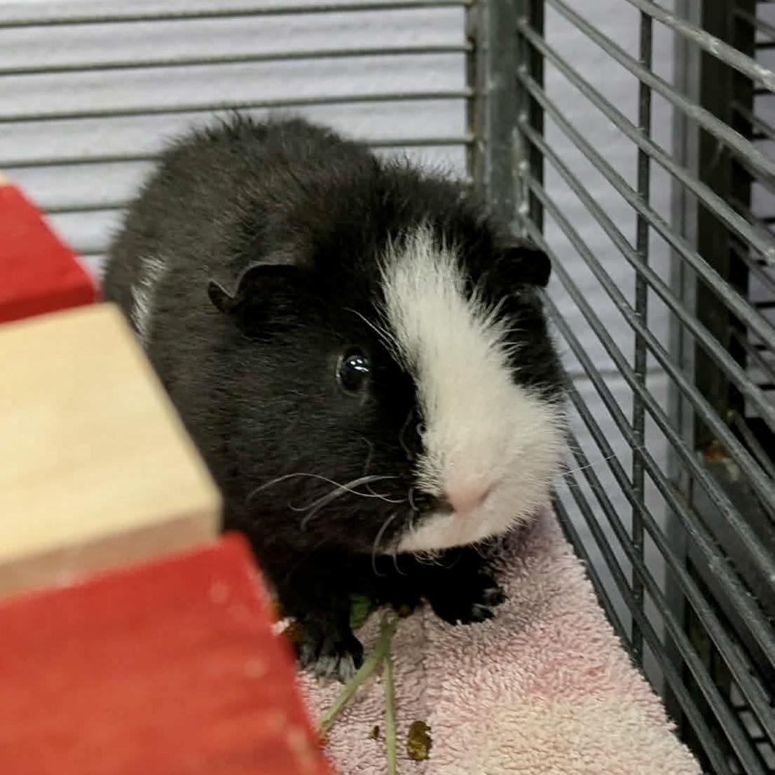 Nuggie, adopted, Young Male Guinea Pig.