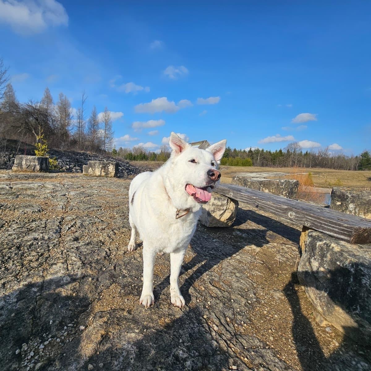 Enlarge Handsome ALPHA, a Adoptable mixed breed in Etobicoke, ON image 2/6