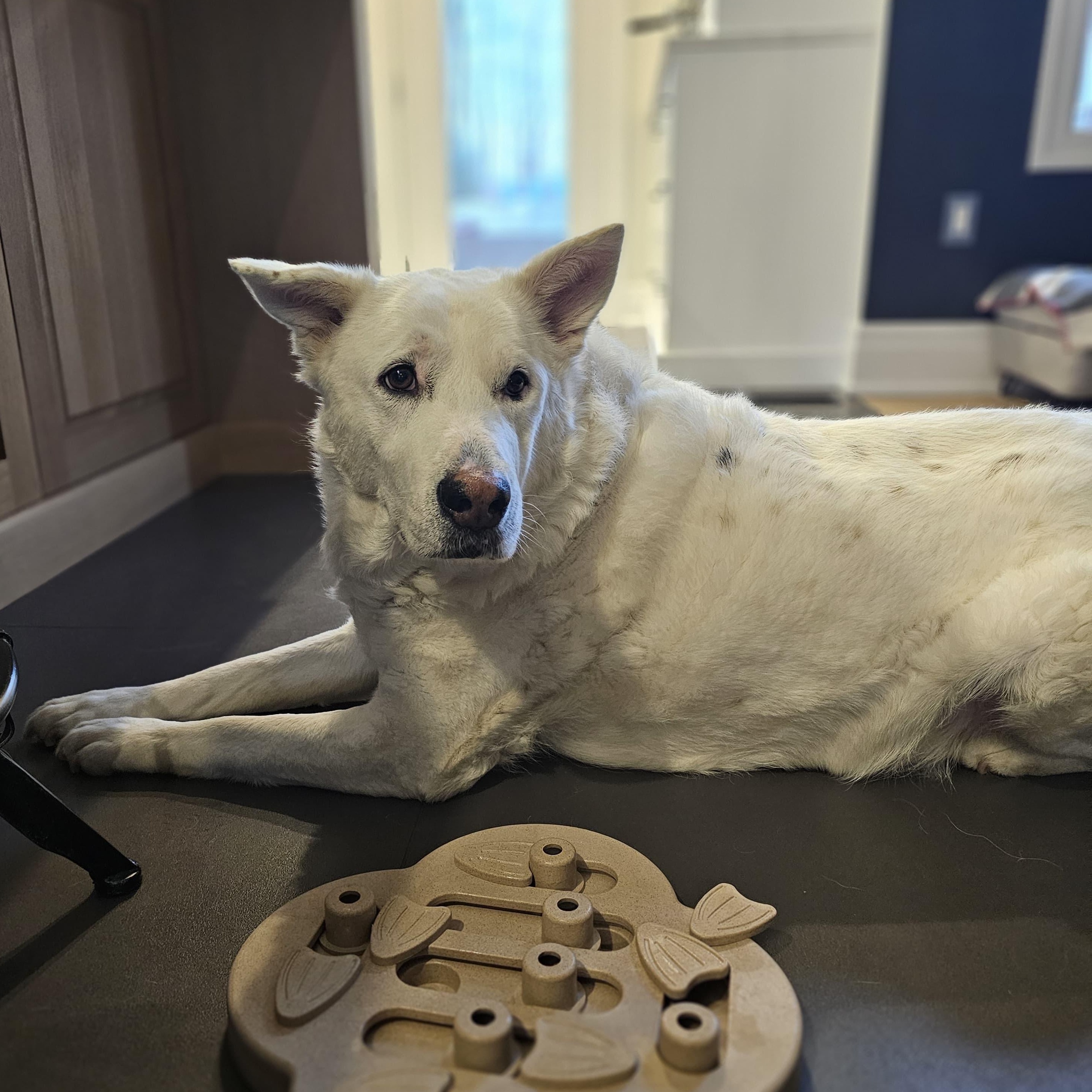 Handsome ALPHA, Adoptable, Senior Male Shepherd & Pyrenean Shepherd.
