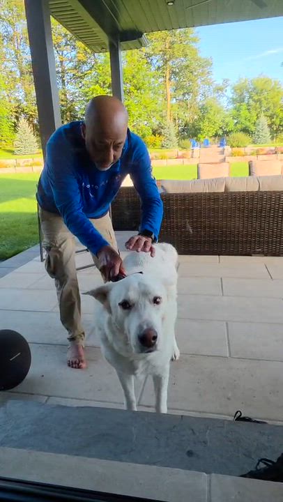 Enlarge Handsome ALPHA, a Adoptable mixed breed in Etobicoke, ON video 6/6