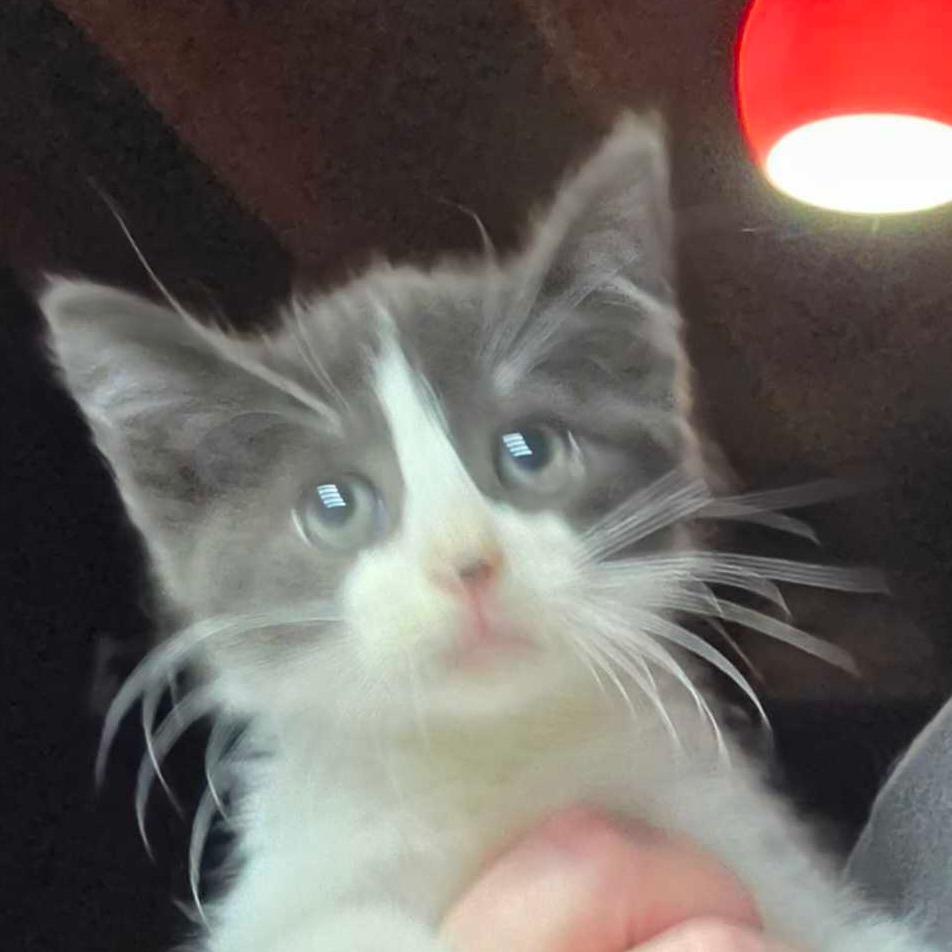 Fruit Stripe, Adoptable, Kitten Male Domestic Short Hair.