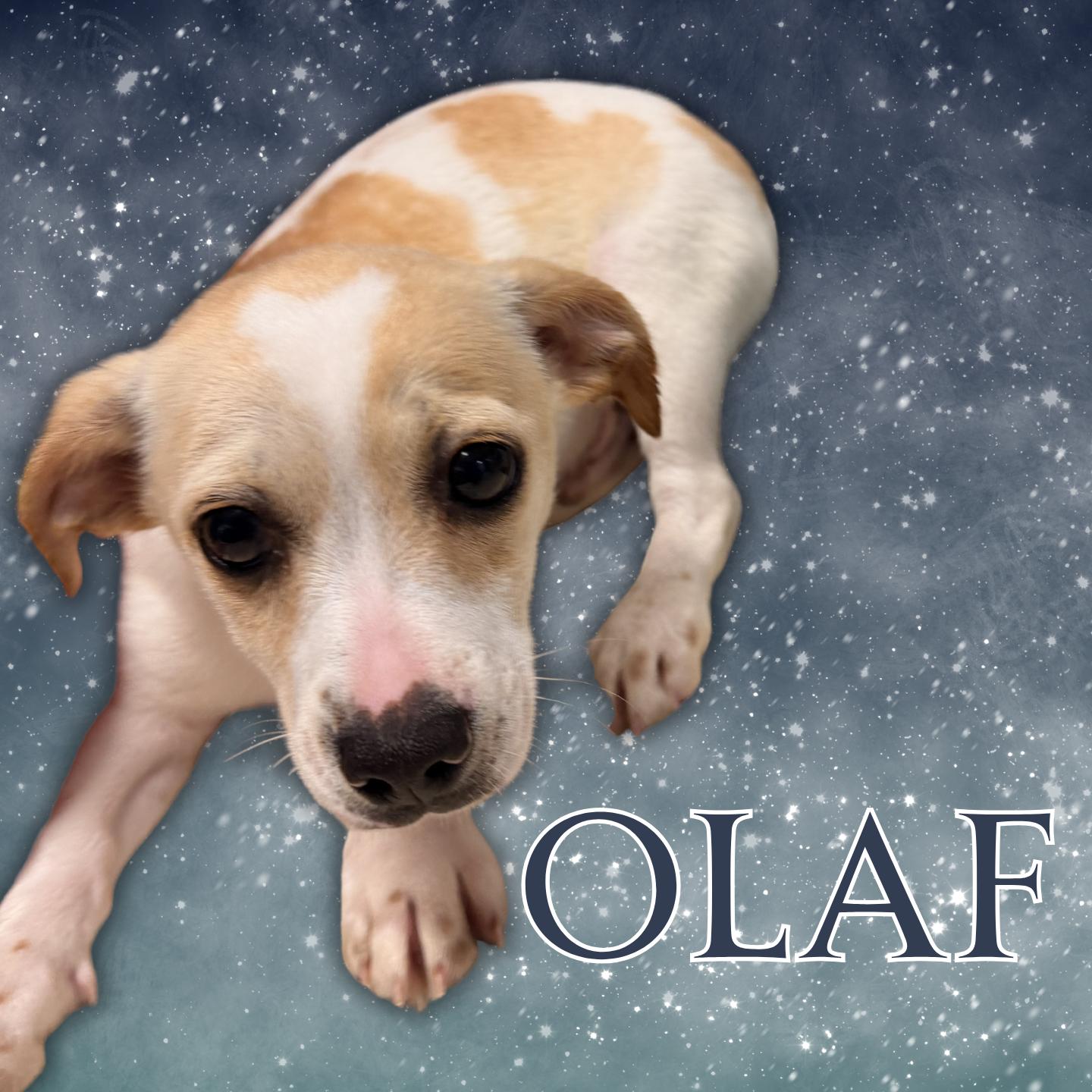 Olaf, an adoptable mixed breed in Aransas Pass, TX image 1/2