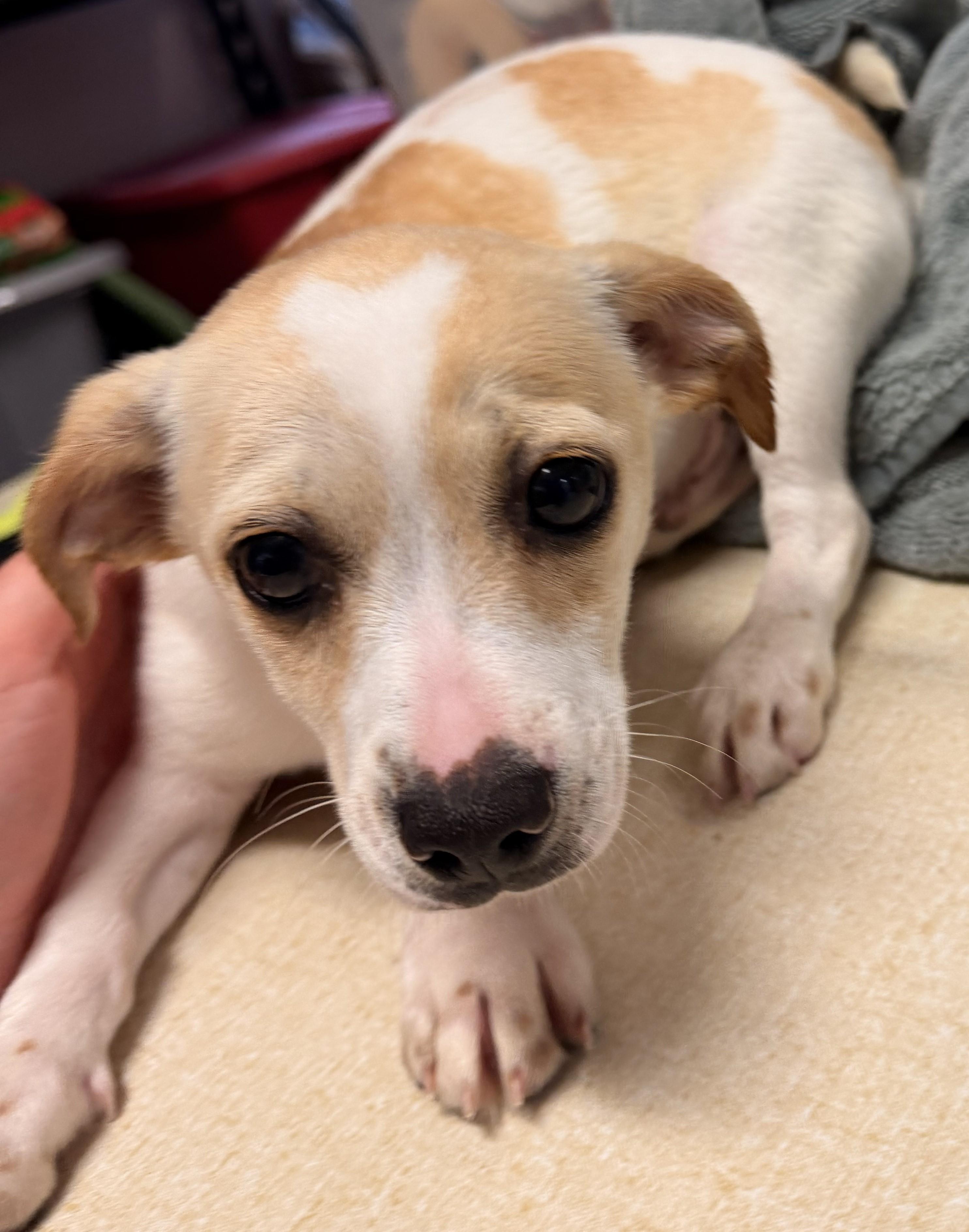 Olaf, an adoptable mixed breed in Aransas Pass, TX image 2/2