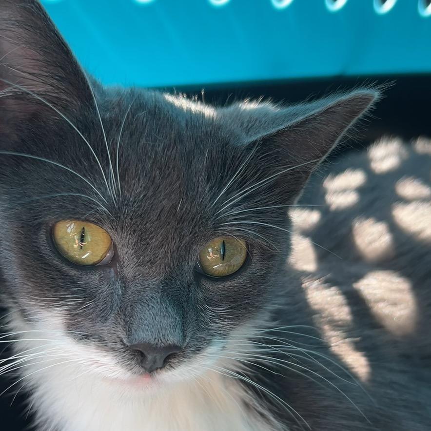 Posie, Adoptable, Adult Female Domestic Short Hair.