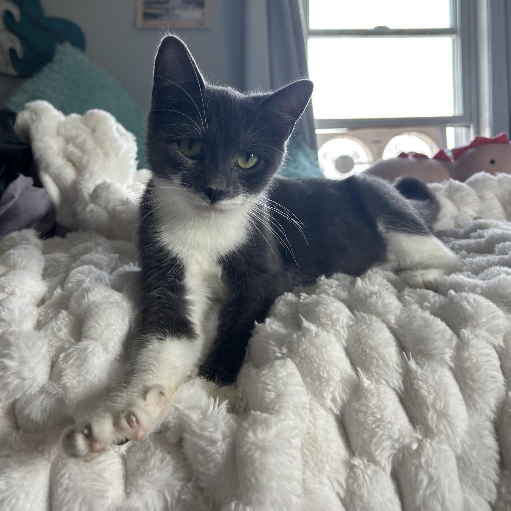 Enlarge Posie, a Adoptable Domestic Short Hair in Hopkinton, MA image 2/5