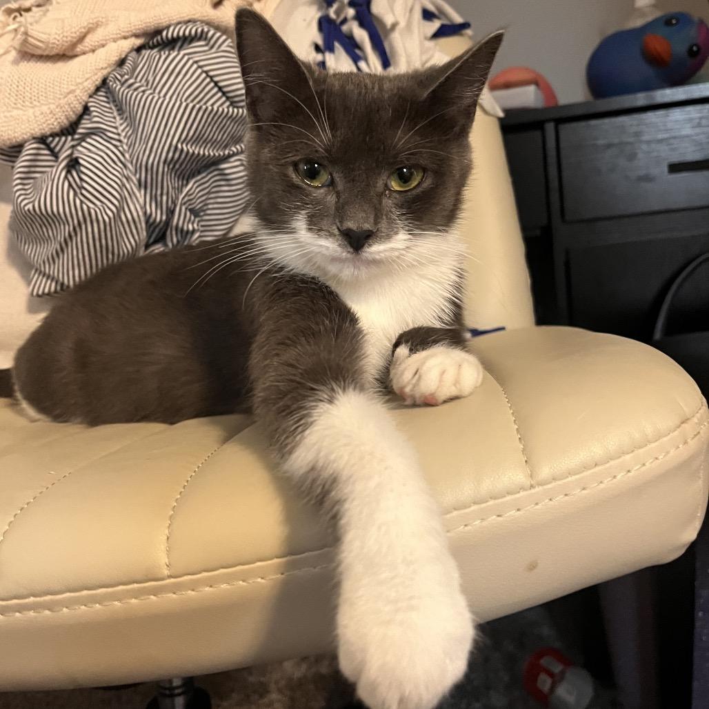 Enlarge Posie, a Adoptable Domestic Short Hair in Hopkinton, MA image 3/5
