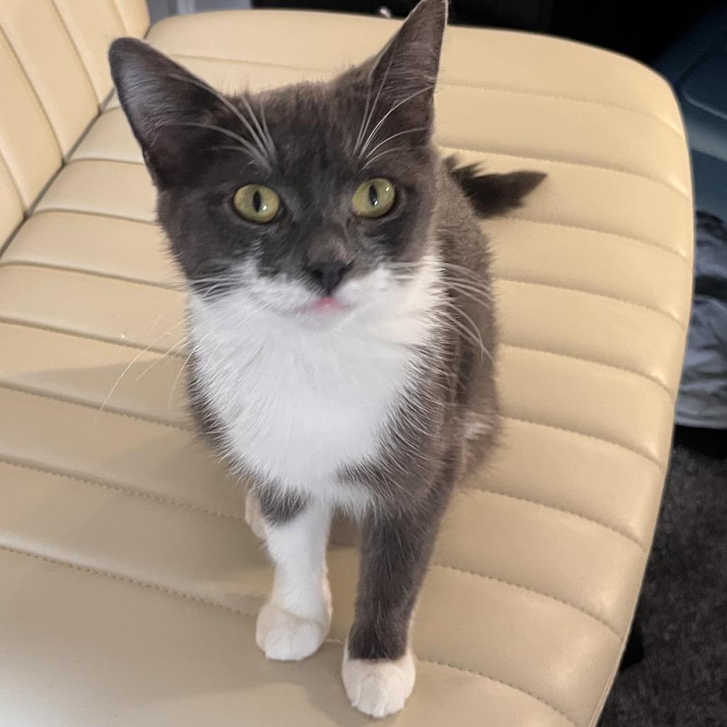 Enlarge Posie, a Adoptable Domestic Short Hair in Hopkinton, MA image 4/5