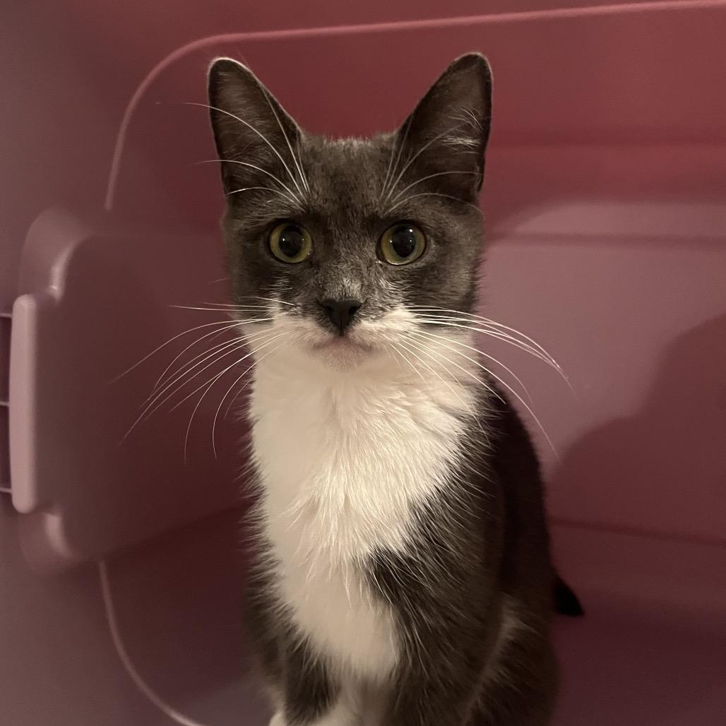 Enlarge Posie, a Adoptable Domestic Short Hair in Hopkinton, MA image 5/5