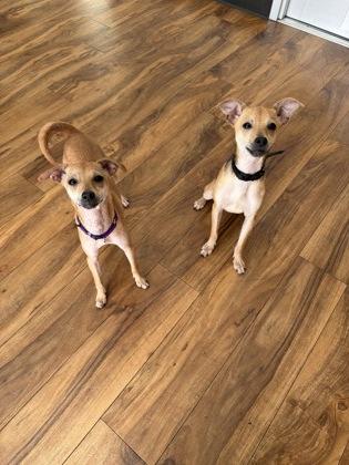 Dallas `Dally` Winston, Adoptable, Young Male Mixed Breed & Mixed Breed.