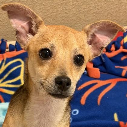 Dallas `Dally` Winston, Adoptable, Young Male Mixed Breed & Mixed Breed.