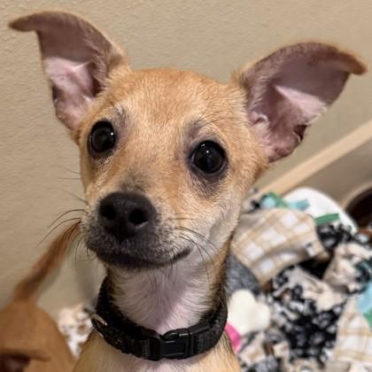 Enlarge Dallas `Dally` Winston, a Adoptable mixed breed in Pleasanton, CA image 2/3