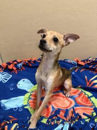 Enlarge Dallas `Dally` Winston, a Adoptable mixed breed in Pleasanton, CA image 2/3