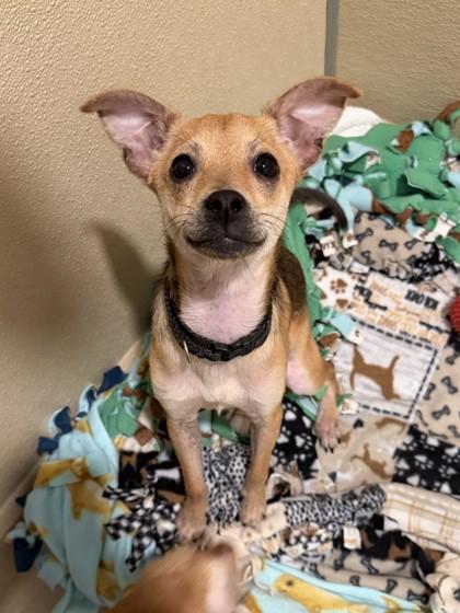 Enlarge Dallas `Dally` Winston, a Adoptable mixed breed in Pleasanton, CA image 3/3