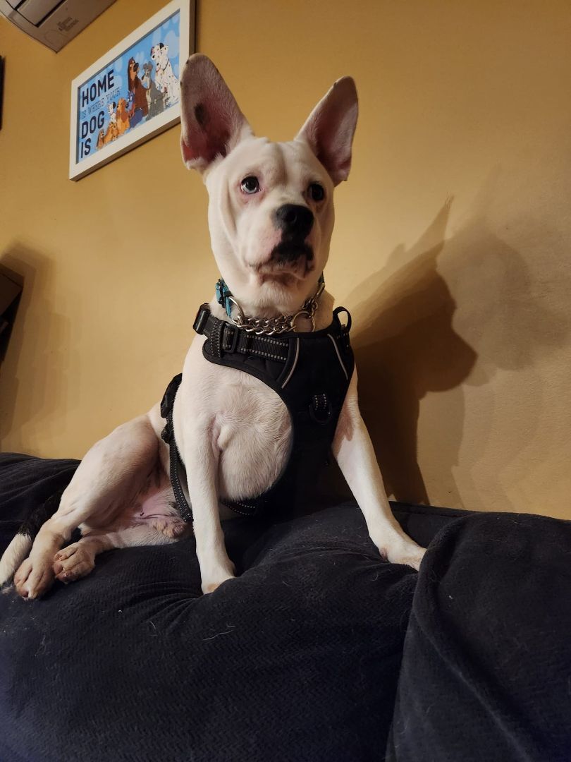 Walter, an adoptable Boston Terrier in Bowdoin, ME, 04287 | Photo Image 3