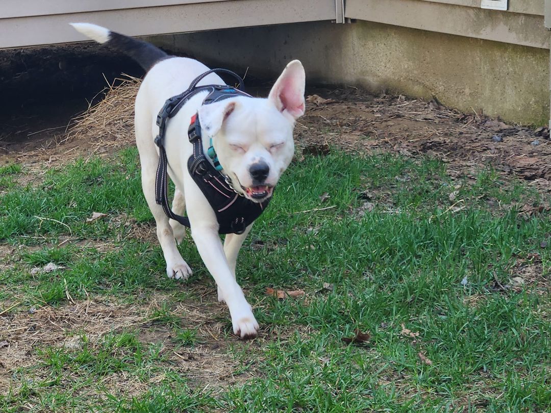 Walter, an adoptable Boston Terrier in Bowdoin, ME, 04287 | Photo Image 4