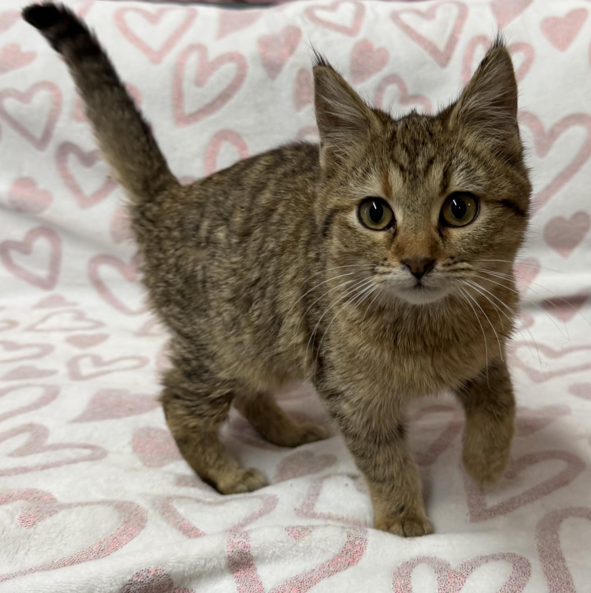 Queenie, adopted, Young Female Pixiebob & Domestic Short Hair.