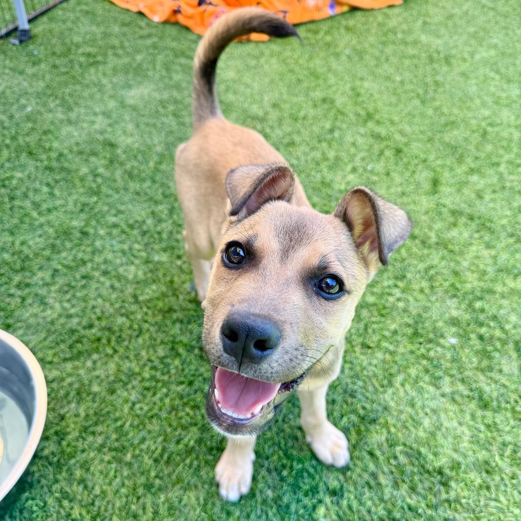 Enlarge Cory, a Adoptable Pit Bull Terrier in Agoura Hills, CA image 1/4