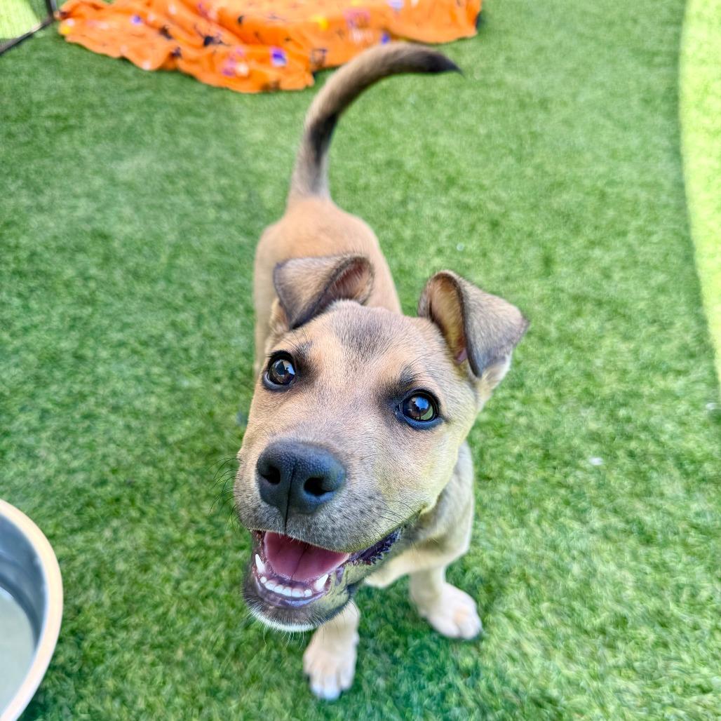 Enlarge Cory, a Adoptable Pit Bull Terrier in Agoura Hills, CA image 2/4