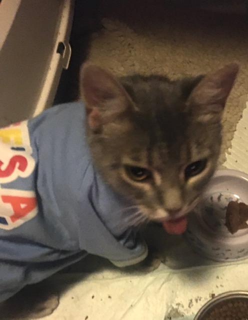 Kat, a Adoptable Domestic Short Hair in Henderson, KY image 2/3