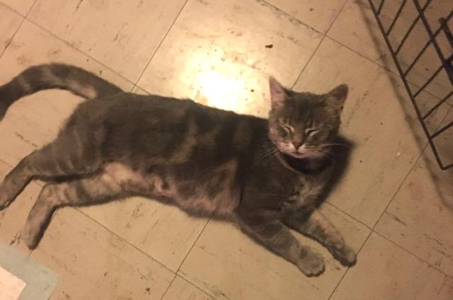 Kat, a Adoptable Domestic Short Hair in Henderson, KY image 3/3