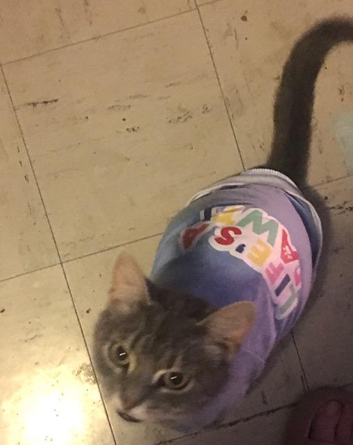 Kat, a Adoptable Domestic Short Hair in Henderson, KY image 1/3