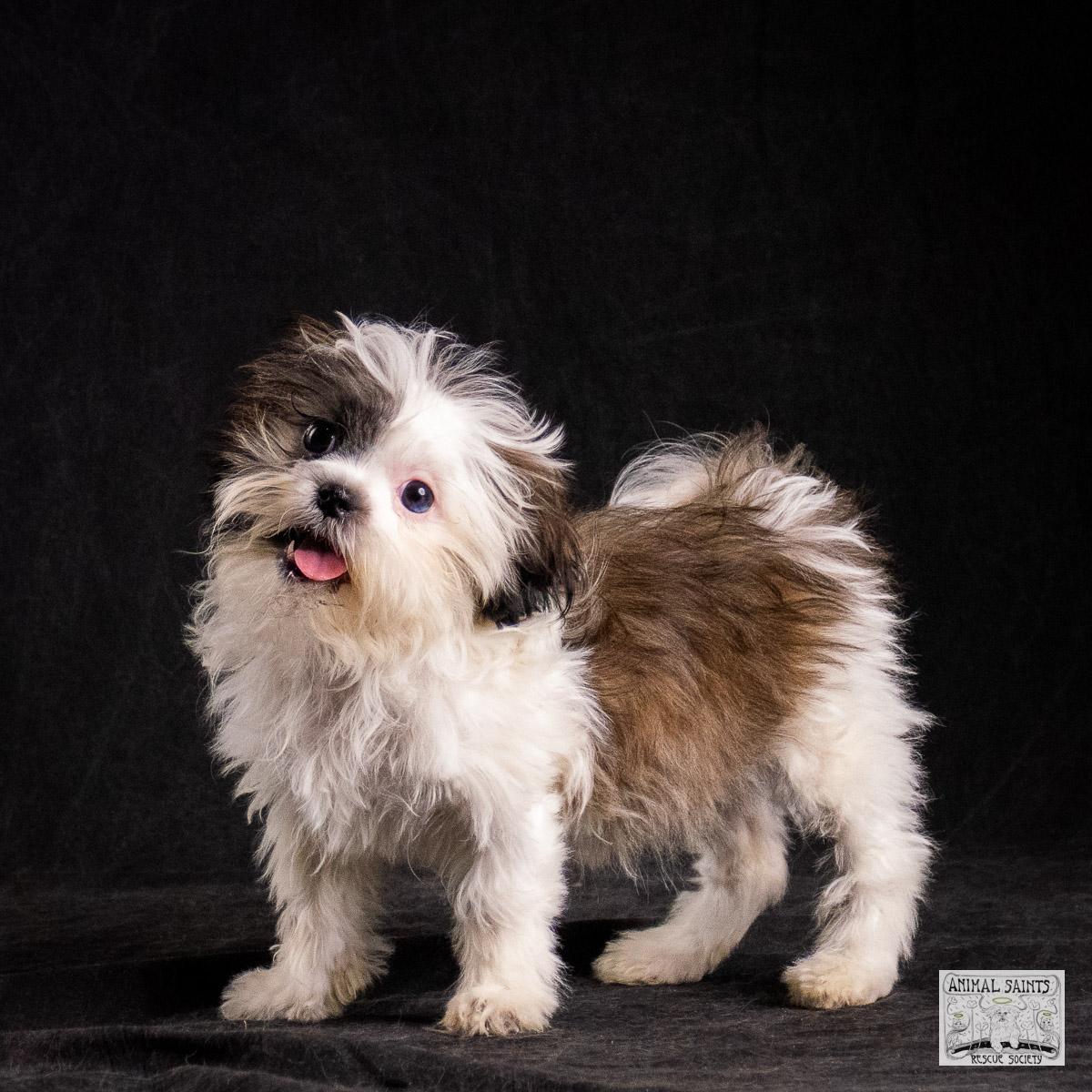 Sahni, Adoptable, Puppy Female Shih Tzu.