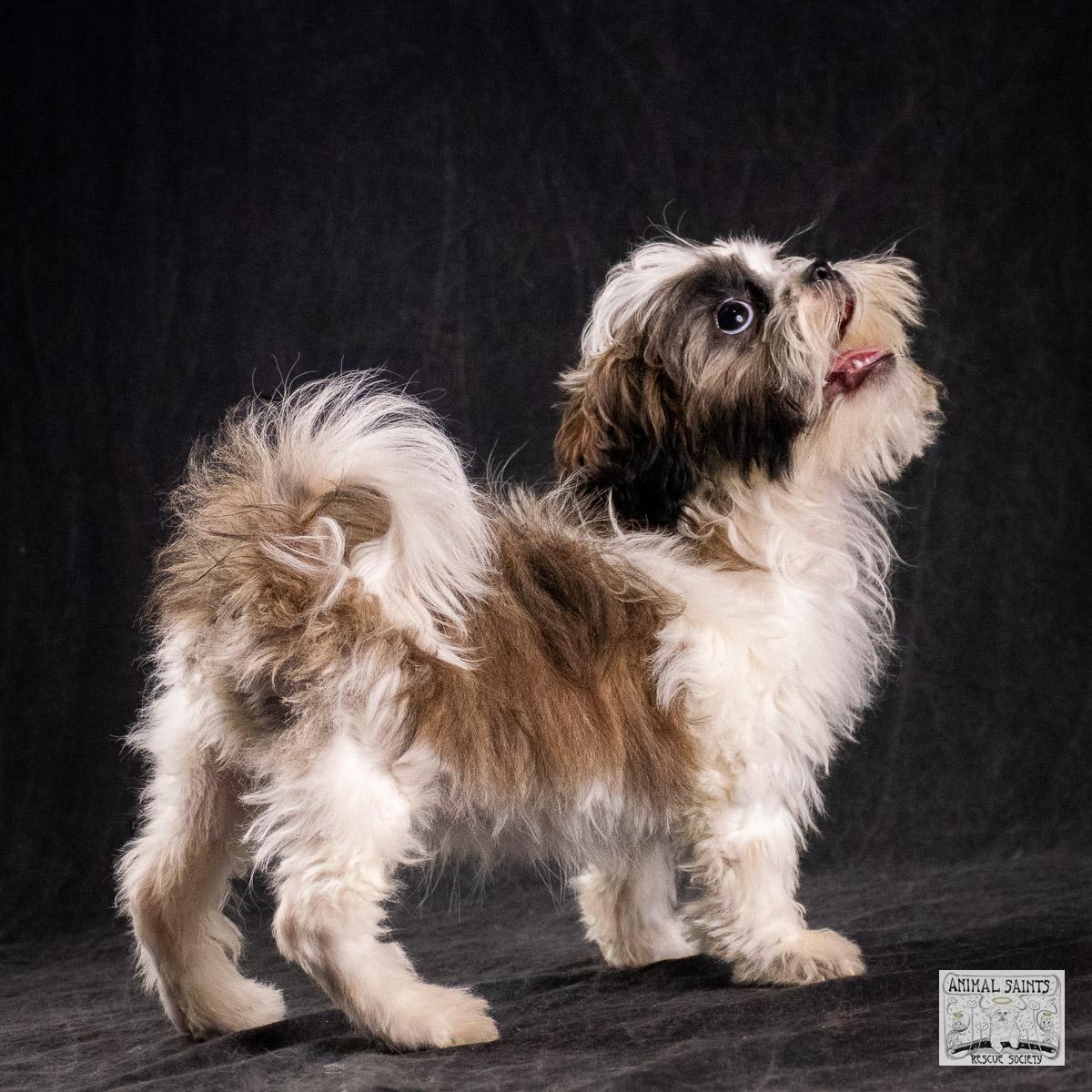 Enlarge Sahni, an adopted mixed breed in Fort Montgomery, NY image 2/6